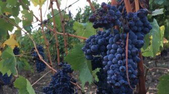 TORNANO BUYWINE E ANTEPRIME DI TOSCANA