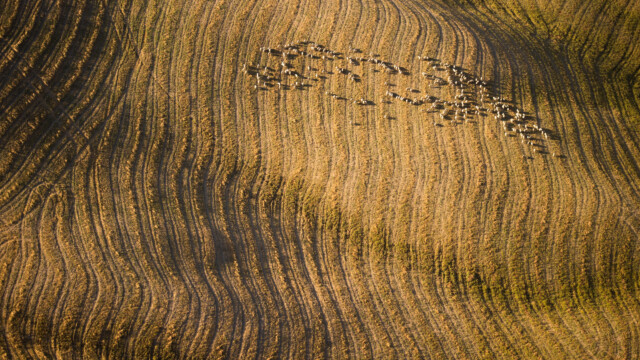 Toscana Rinascimento senza fine bellezza oltre il limite 2020-09-03 © Massimo Sestini AP0I0904