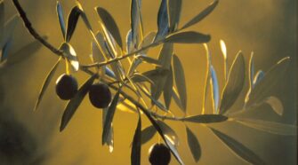 Torna la Selezione Oli EVO della Toscana tra premiazioni e degustazioni per il pubblico