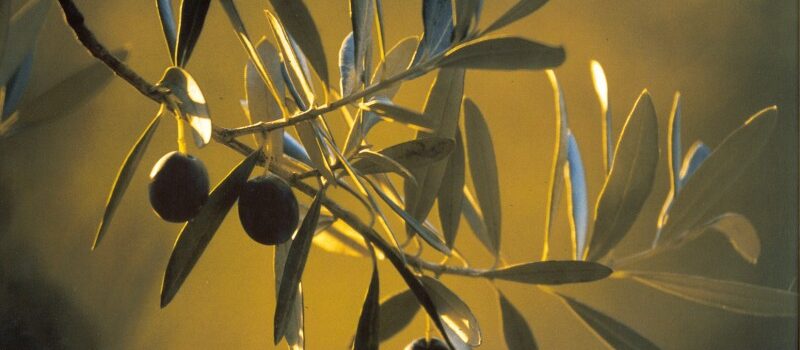 Torna la Selezione Oli EVO della Toscana tra premiazioni e degustazioni per il pubblico